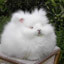 QF Profile Picture